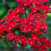 Kalanchoe Flower seeds for Planting - Long Bloom Season, Heirloom & GMO Free Seeds for Home Garden