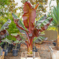 Red Abyssinian Banana Musa Ensete Ventricosum tree seeds for tropical gardens