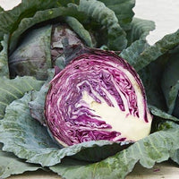 Red Acre Cabbage Seeds for Home Vegetable Gardens