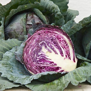 Red Acre Cabbage Seeds for Home Vegetable Gardens