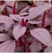 Red Amaranth Leafy Green Plants Growing in Garden