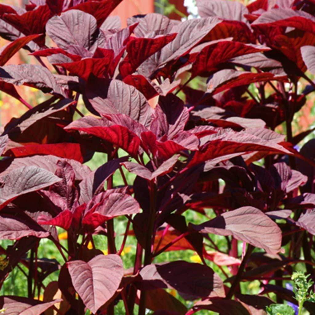 Red Amaranth Vegetable Seeds for Planting