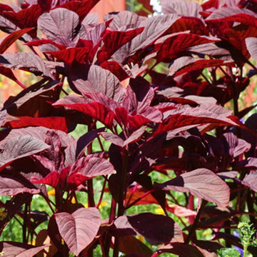 Red Amaranth Vegetable Seeds for Planting