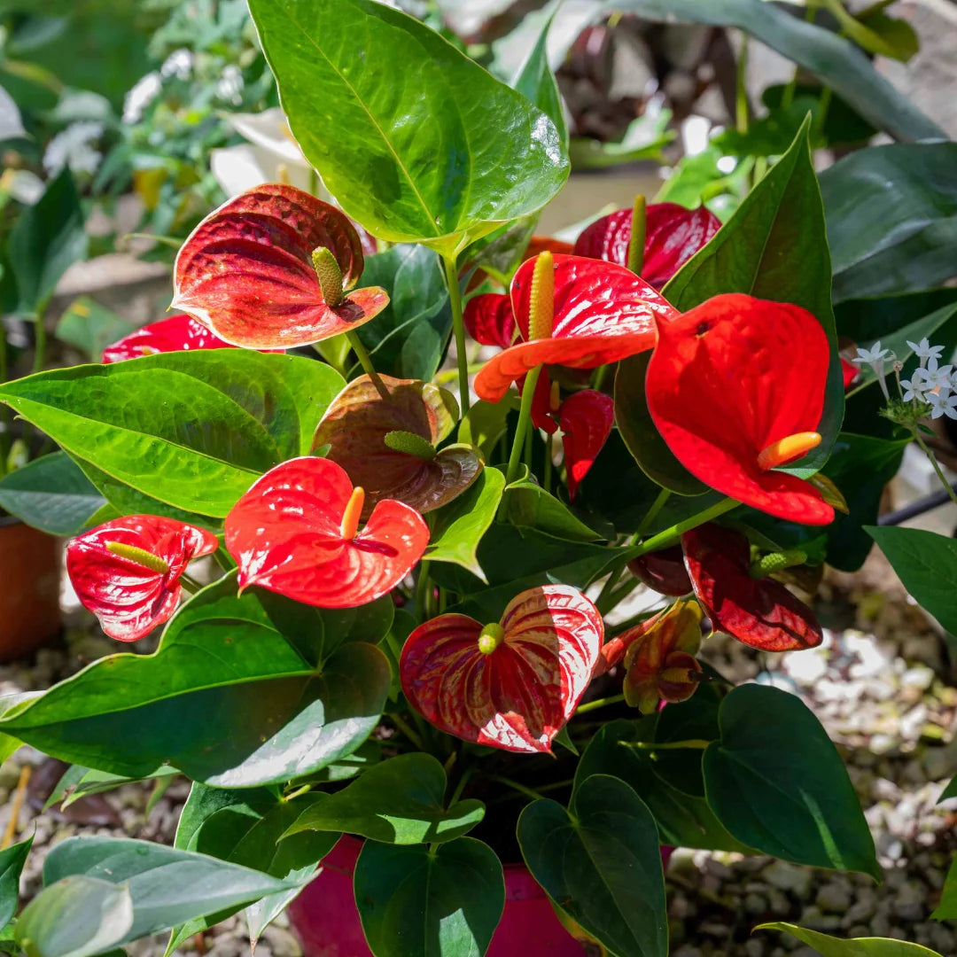 Anthurium Flower seeds for Planting Low Maintenance Heirloom & GMO Free Seeds for Home Garden