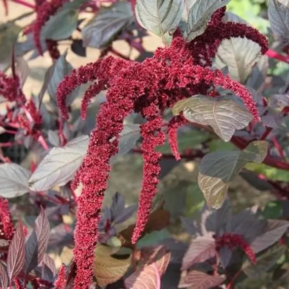 Vibrant Red Army Amaranth with colorful red foliage growing outdoors