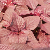 Red Army Amaranth seeds for planting in home gardens
