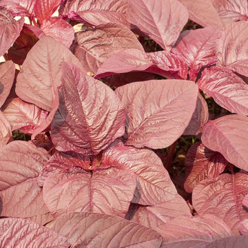 Red Army Amaranth seeds for planting in home gardens