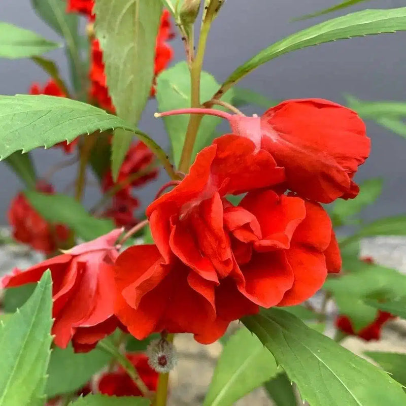 Red Balsamine Flower Seeds