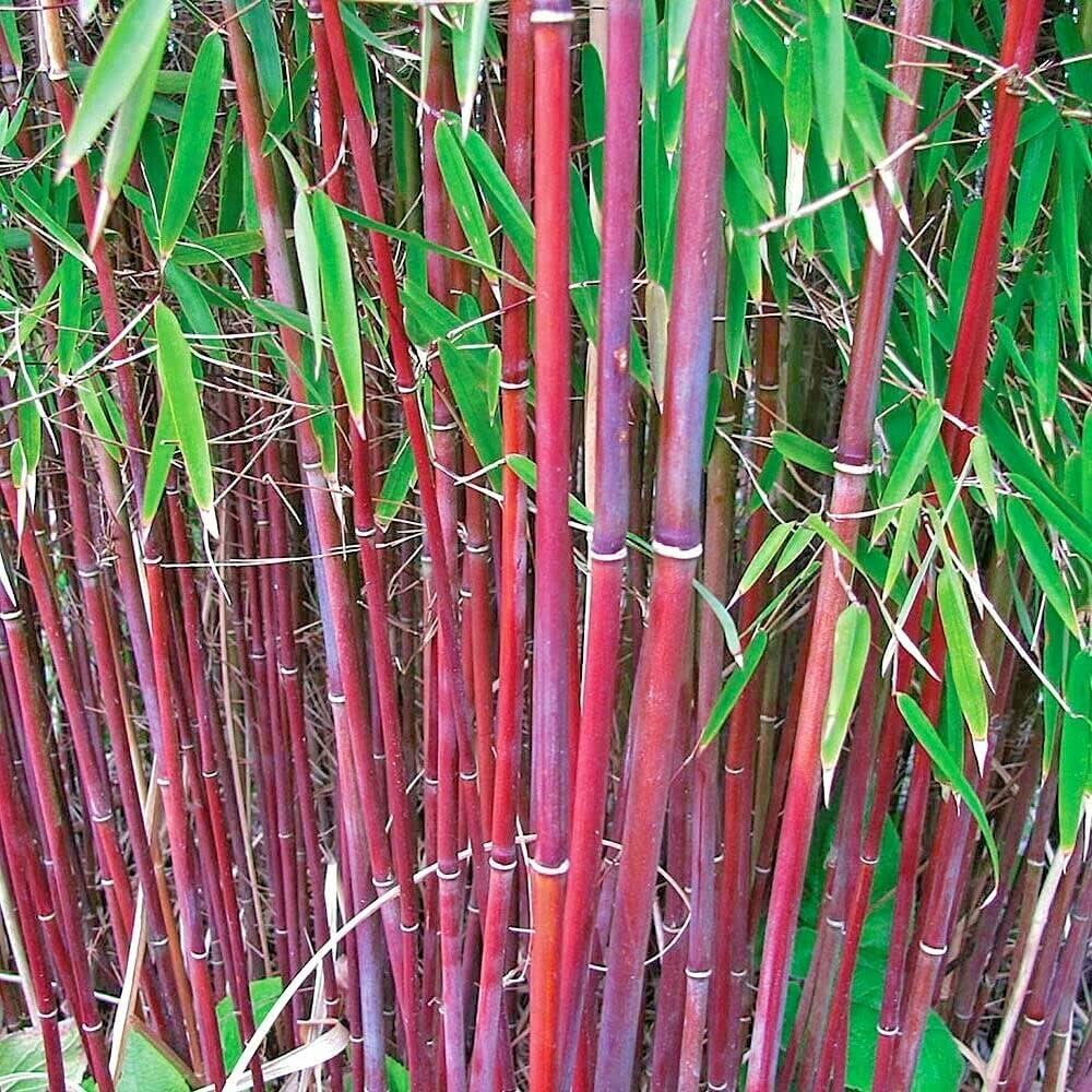 Ornamental Costa Rica Red Bamboo suitable for gardens and landscape planting.