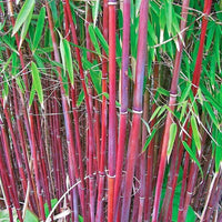 Ornamental Costa Rica Red Bamboo suitable for gardens and landscape planting.