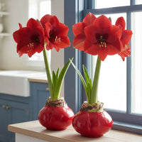 Red Base Waxed Amaryllis bulb for indoor decorative display.