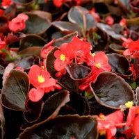 Begonia Flower seeds for Planting Cottage Garden Essential Heirloom & GMO Free Seeds for Home Garden