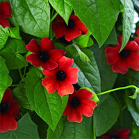 Red Thunbergia vine seeds for ornamental vertical gardens and decorative landscapes.