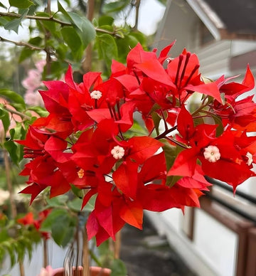 Red Bougainvillea flower seeds for planting in home gardens and containers.