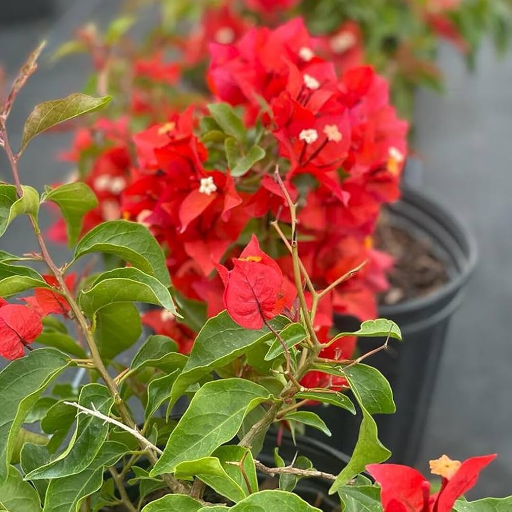 Red Bougainvillea climbing on a garden trellis with colorful flowers.