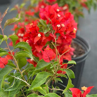 Red Bougainvillea climbing on a garden trellis with colorful flowers.