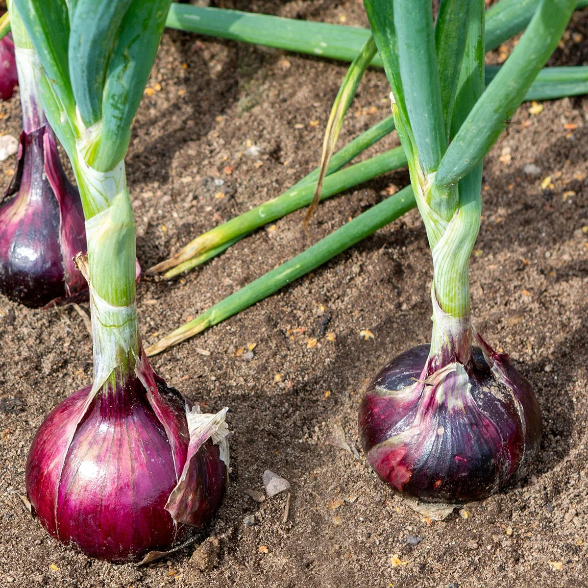 Mature Red Brunswick onions growing in a garden bed