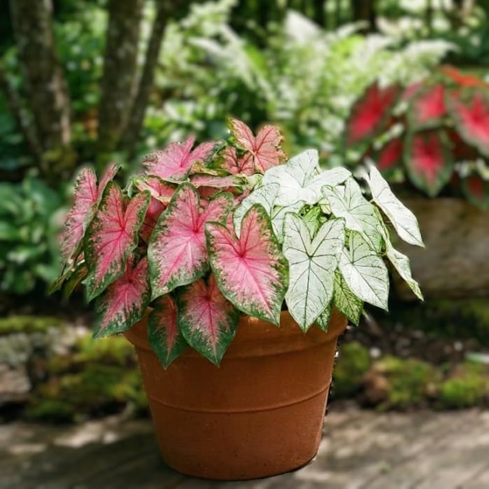 Red Caladium bulbs with variegated foliage for shade gardens.