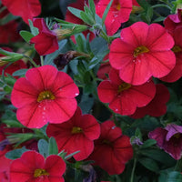 Red Calibrachoa flower seeds for planting in hanging baskets and containers.