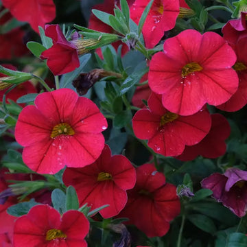 Red Calibrachoa flower seeds for planting in hanging baskets and containers.
