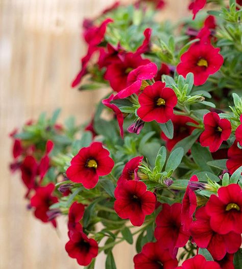 Red Calibrachoa flowers growing in a colorful garden border and patio container.