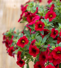Red Calibrachoa flowers growing in a colorful garden border and patio container.