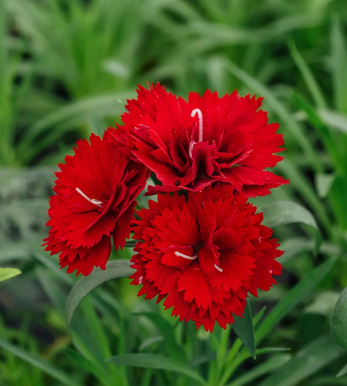 Carnation Flower seeds for Planting Pollinator Friendly Heirloom & GMO Free Seeds for Home Garden