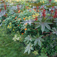Red Castor Bean Plant with Decorative Foliage