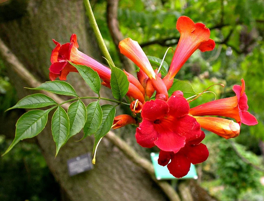 Red Chandelier Plant Seeds for Easy Planting