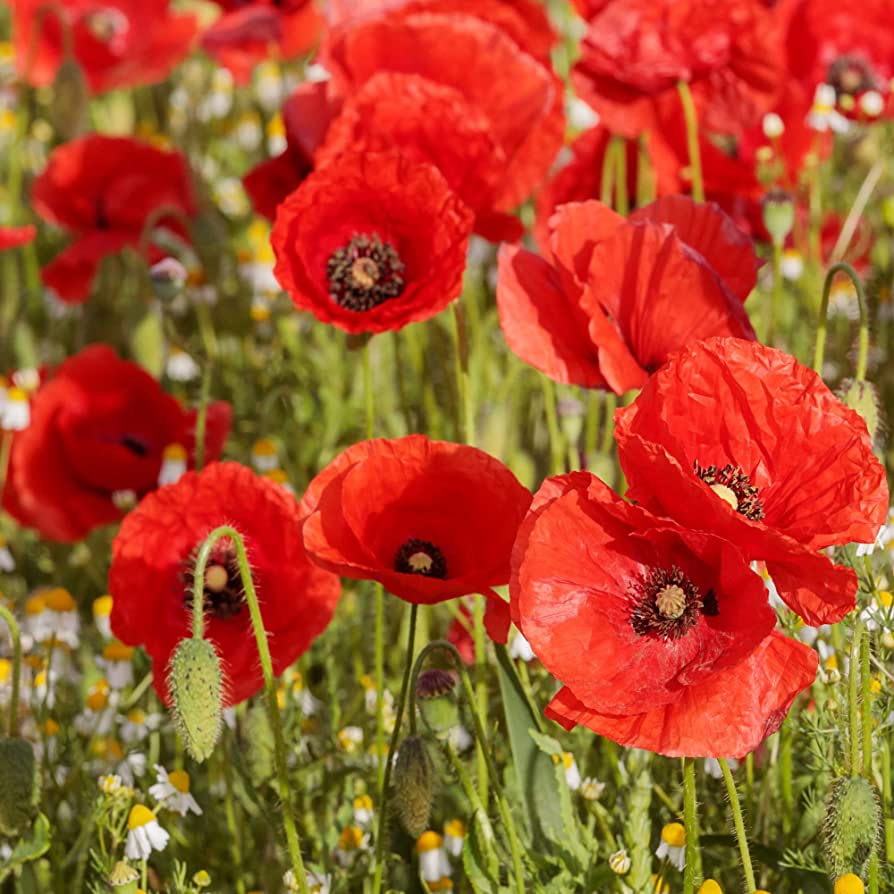 Bright red Common Field Poppy flowers growing in a natural garden landscape