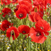 Bright red Common Field Poppy flowers growing in a natural garden landscape
