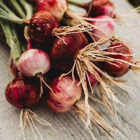 Freshly harvested Red Creole onion bulbs from a home garden