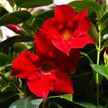 Red Dipladenia flower seeds for planting in home gardens and containers.