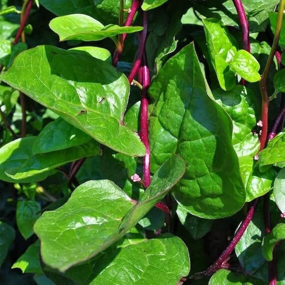Red Egyptian spinach growing in raised beds and containers.