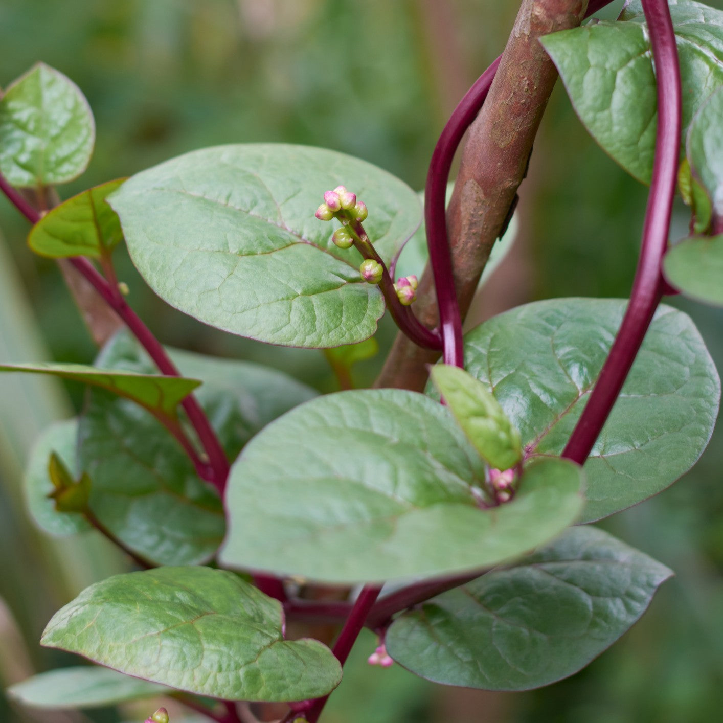 Red Egyptian spinach seeds for home garden planting.