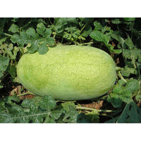 Bright red juicy interior of Charleston Gray Watermelon