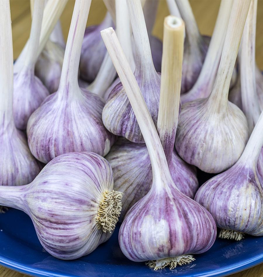 Red Garlic Bulbs Growing in Vegetable Garden
