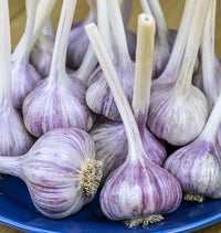Red Garlic Bulbs Growing in Vegetable Garden