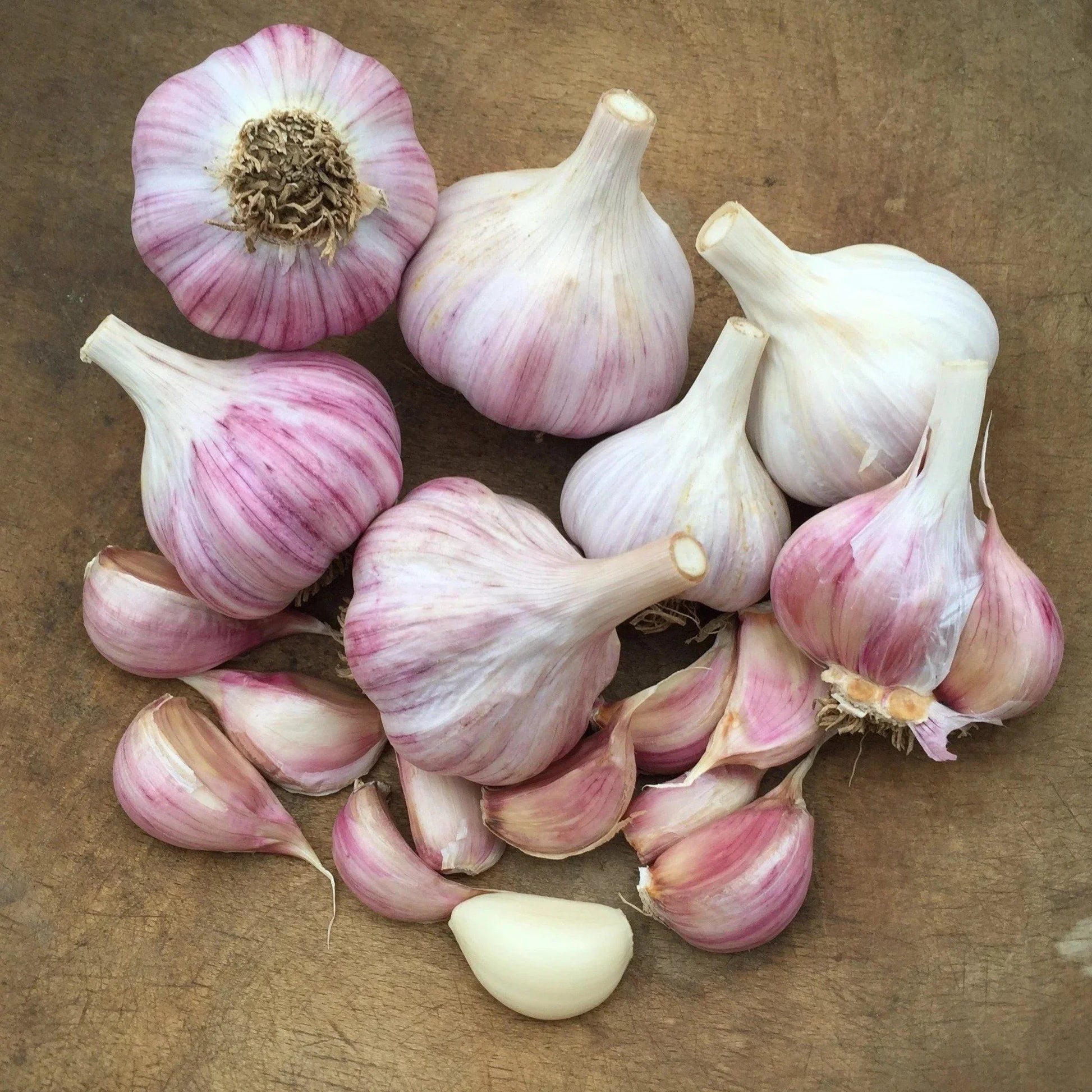 Red Garlic Cloves Ready for Garden Planting
