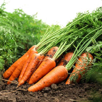Red Giant carrot seeds for home vegetable garden planting