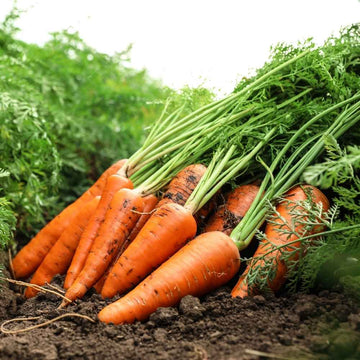 Red Giant carrot seeds for home vegetable garden planting