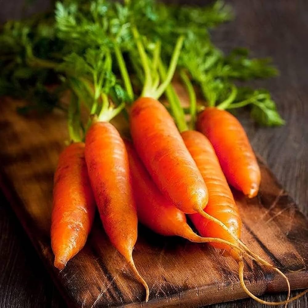 Red Giant carrots growing in loose garden soil