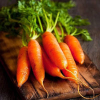 Red Giant carrots growing in loose garden soil