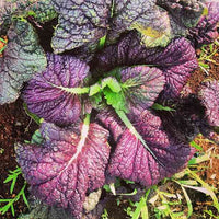 Red Giant Mustard Green Seeds for Home Vegetable Gardens
