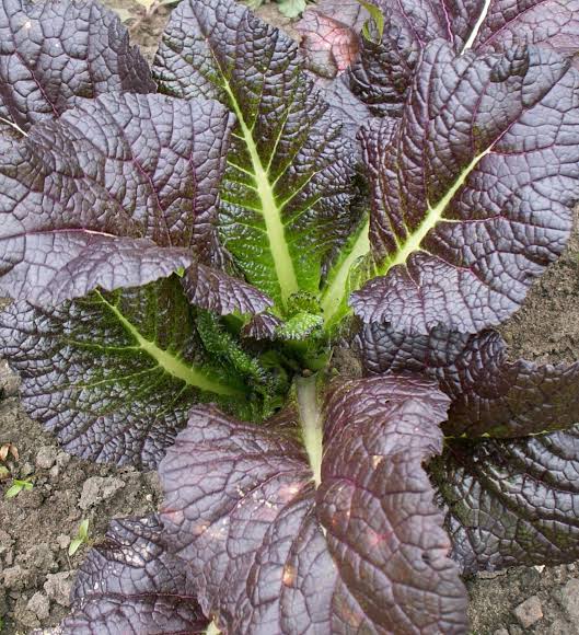 Red Giant Mustard Green with Large Reddish Purple Leaves