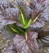 Red Giant Mustard Green with Large Reddish Purple Leaves