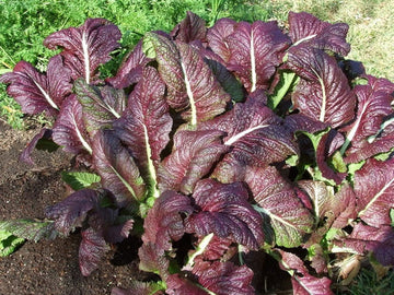 Packet of Red Giant Mustard vegetable seeds