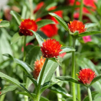 Red Globe Amaranth Gomphrena Flowers Growing in Garden