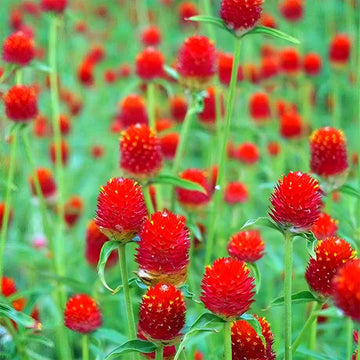 Red Gomphrena Globosa Flower Seeds for Planting
