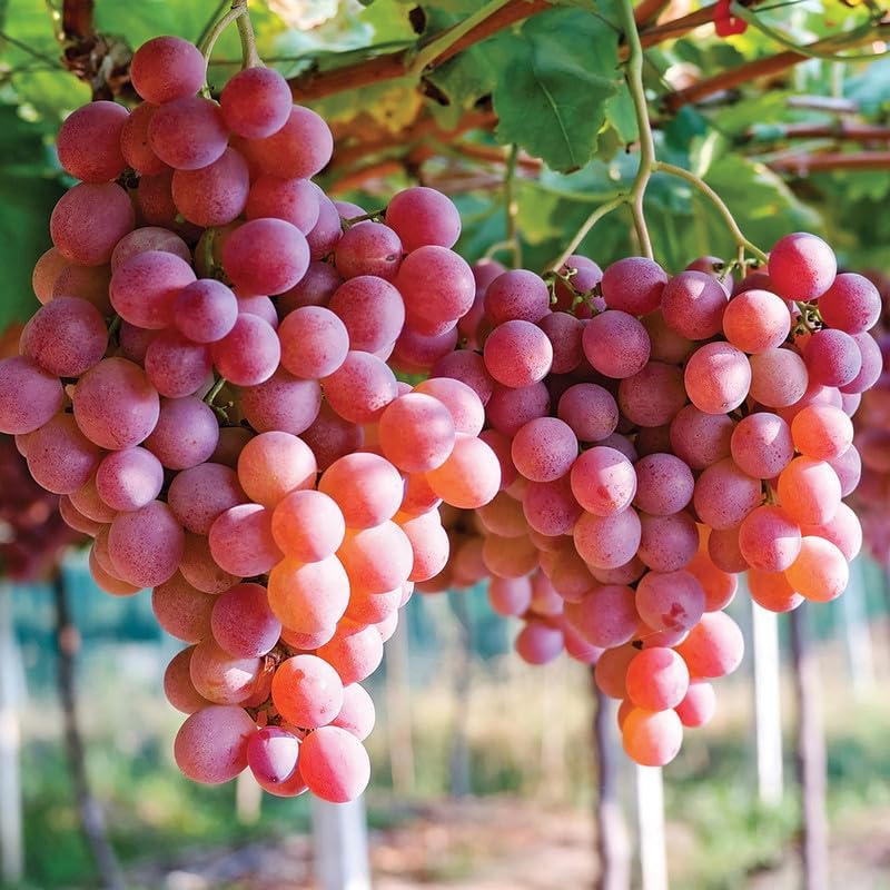 Red Grape fruit seeds for planting in home gardens and backyard orchards.